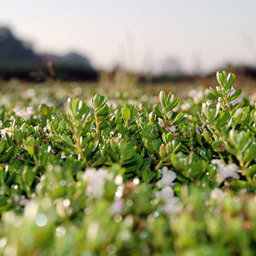 The Benefits of Brahmi(Bacopa)